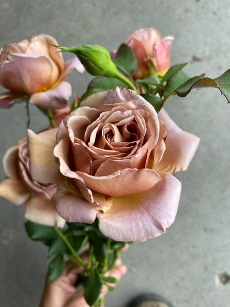 Rose- Koko Loko/Stephen Rulo – Colorado Flower Collective